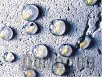 ���������������� ������������� ceresit