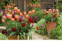 ������������ ���