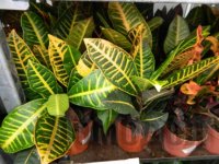 �����������-���������� �������� ��� ����