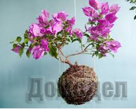 ��������� ���