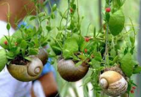 ��������� ���