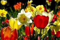 ������ �� ��������