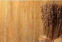 �������� ���� �������