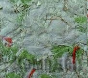 ������������ ������ �����