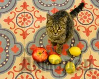 �������� ������������ �������� � ����� ����������