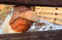 ������������� ������ ��� �����