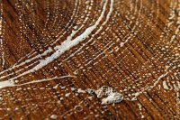 ��� ���� ���� �� �������� ��� ��������?