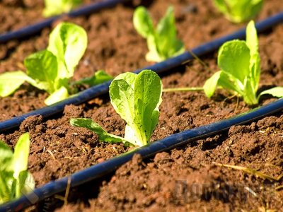 ��������� �����